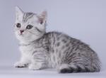 Tarnuv - Munchkin Cat For Sale - Hollywood, FL, US