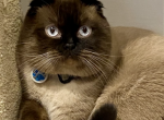 Watson - Scottish Fold Cat For Adoption - Great Falls, VA, US