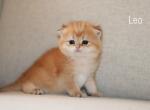 Litter L - British Shorthair Cat For Sale - Federal Way, WA, US