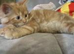 Garfield - Maine Coon Cat For Sale - Finland, MN, US