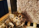 Olive - Maine Coon Cat For Sale - Kent, WA, US