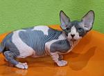 Moo - Sphynx Cat For Sale - Brooklyn, NY, US