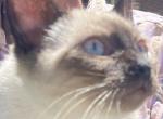 Seal Point Siamese Female - Siamese Cat For Sale - Louisville, KY, US