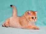 Georgiana - British Shorthair Cat For Sale - Brooklyn, NY, US