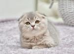 Gabriela - Scottish Fold Cat For Sale - Brooklyn, NY, US