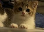 Scottish Straight Two Male Shorthair - Scottish Fold Cat For Sale - Boynton Beach, FL, US