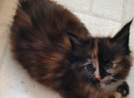 Mocha Purebred Pedigreed Maine Coon - Maine Coon Cat For Sale - Waukesha, WI, US