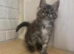 Majestic - Maine Coon Cat For Sale - NY, US