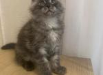 Nubia - Maine Coon Cat For Sale - NY, US