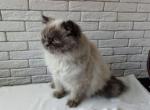 Greg - British Shorthair Cat For Sale - NY, US