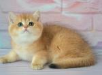 William - British Shorthair Cat For Sale - Brooklyn, NY, US