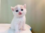 dylan - Munchkin Cat For Sale - Staten Island, NY, US