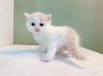 Bella - Munchkin Cat For Sale - Staten Island, NY, US