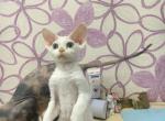 Peach - Devon Rex Cat For Sale - Brooklyn, NY, US