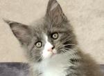 Alex Maine Coon - Maine Coon Cat For Sale - Chicopee, MA, US