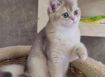 Pandora - British Shorthair Cat For Sale - Hollywood, FL, US