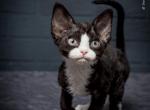 Adel - Devon Rex Cat For Sale - Miami, FL, US