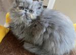 OLitter - Persian Cat For Sale - Sheridan, MI, US