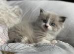 Spring 22 litter - Ragdoll Cat For Sale - Mount Vernon, WA, US