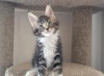 Romeo - Maine Coon Cat For Sale - UT, US