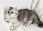 Jessy - Scottish Straight Cat For Sale - New York, NY, US