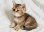 Locky - British Shorthair Cat For Sale - New York, NY, US