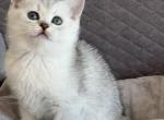 Lia - Scottish Straight Cat For Sale - Renton, WA, US