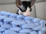 Ash Levkoy Reserved - Sphynx Cat For Sale - Union City, NJ, US