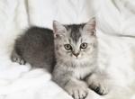 Antony - Scottish Straight Cat For Sale - Brooklyn, NY, US