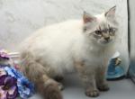 Quest of Romanov Dynasty - Siberian Cat For Sale - Ashburn, VA, US