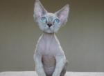 Kent - Devon Rex Cat For Sale - Brooklyn, NY, US