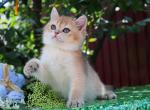 Poseydon - British Shorthair Cat For Sale - Brooklyn, NY, US