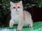 Praga - British Shorthair Cat For Sale - Brooklyn, NY, US