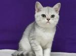 Emir - Scottish Straight Cat For Sale - Brooklyn, NY, US