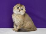 Gabby - Scottish Fold Cat For Sale - Brooklyn, NY, US