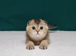 Hamlet - Scottish Fold Cat For Sale - Brooklyn, NY, US