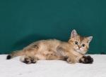 Harley - Scottish Straight Cat For Sale - Brooklyn, NY, US