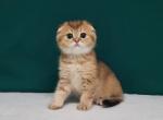 Imperator - Scottish Fold Cat For Sale - Brooklyn, NY, US