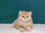 Leonardo - Scottish Straight Cat For Sale - Brooklyn, NY, US