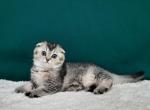 Lily - Scottish Fold Cat For Sale - Brooklyn, NY, US