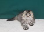 Lucky - Scottish Fold Cat For Sale - Brooklyn, NY, US