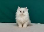 Kamila - Scottish Straight Cat For Sale - Brooklyn, NY, US