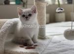 Pinch - British Shorthair Cat For Sale - Portland, OR, US