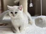 Dash - British Shorthair Cat For Sale - Portland, OR, US