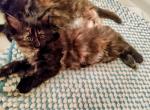 Purebred Maine Coon Kittens - Maine Coon Cat For Sale - Waukesha, WI, US