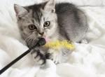 Antony - Scottish Fold Cat For Sale - New York, NY, US