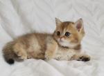 British kittens - British Shorthair Cat For Sale - New York, NY, US