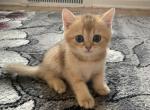 Spark - British Shorthair Cat For Sale - New York, NY, US