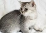 Nala - Scottish Straight Cat For Sale - Brooklyn, NY, US