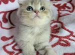 Kurt - Scottish Fold Cat For Sale - New York, NY, US